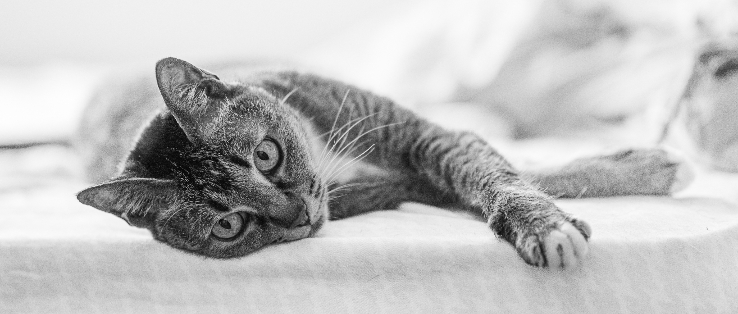 Cat photography tips