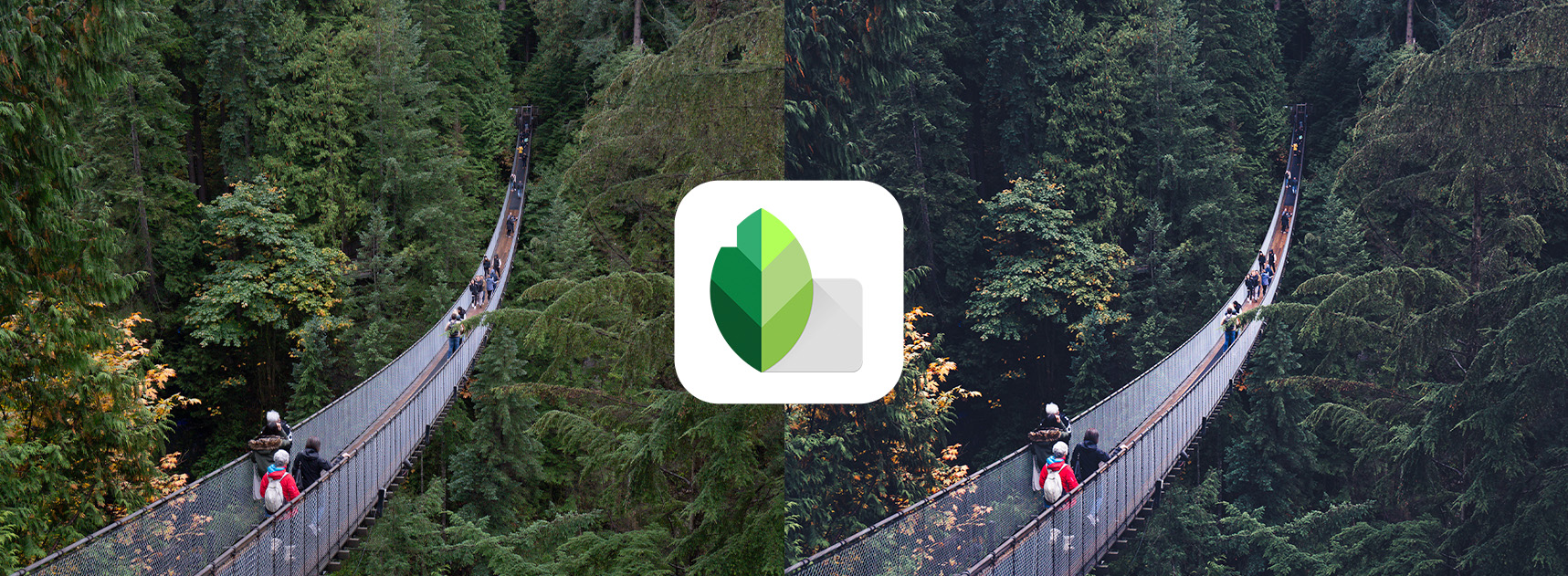 Moody Jungle Green Look in Snapseed